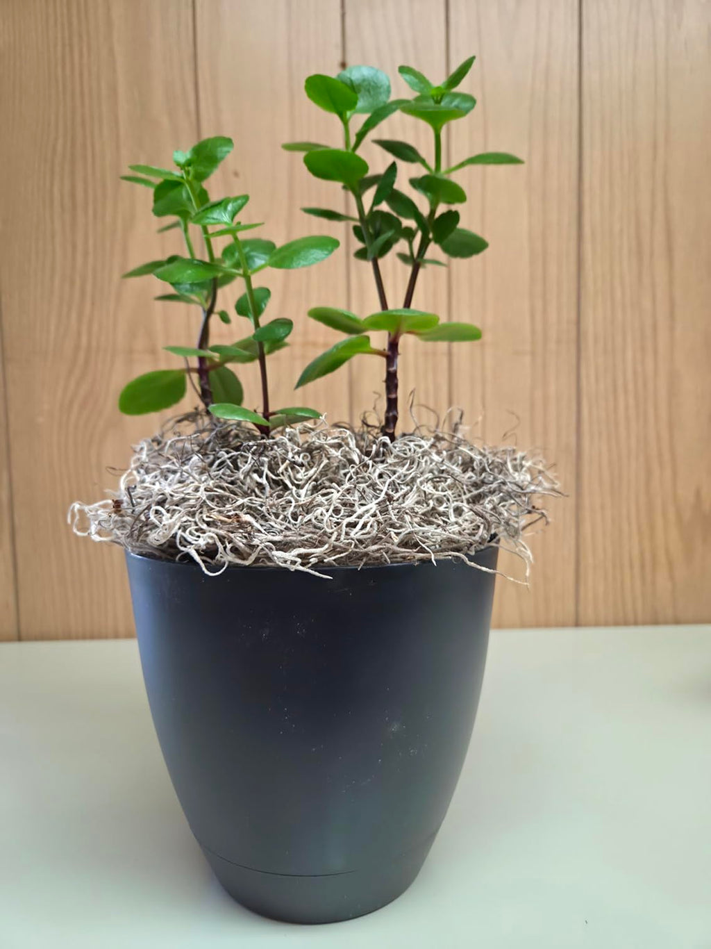 Mosser Lee ML0560 Spanish Moss, 250 Cubic Inches Jansha Store